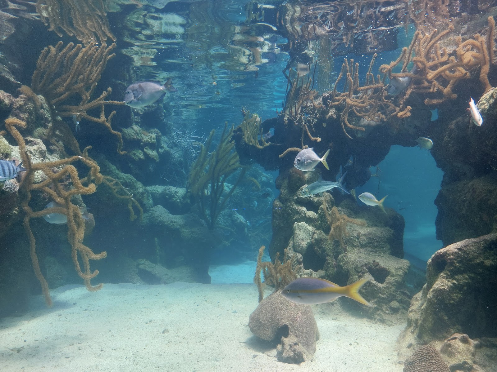 Acuario de Arrecife de Coral — Oficiais