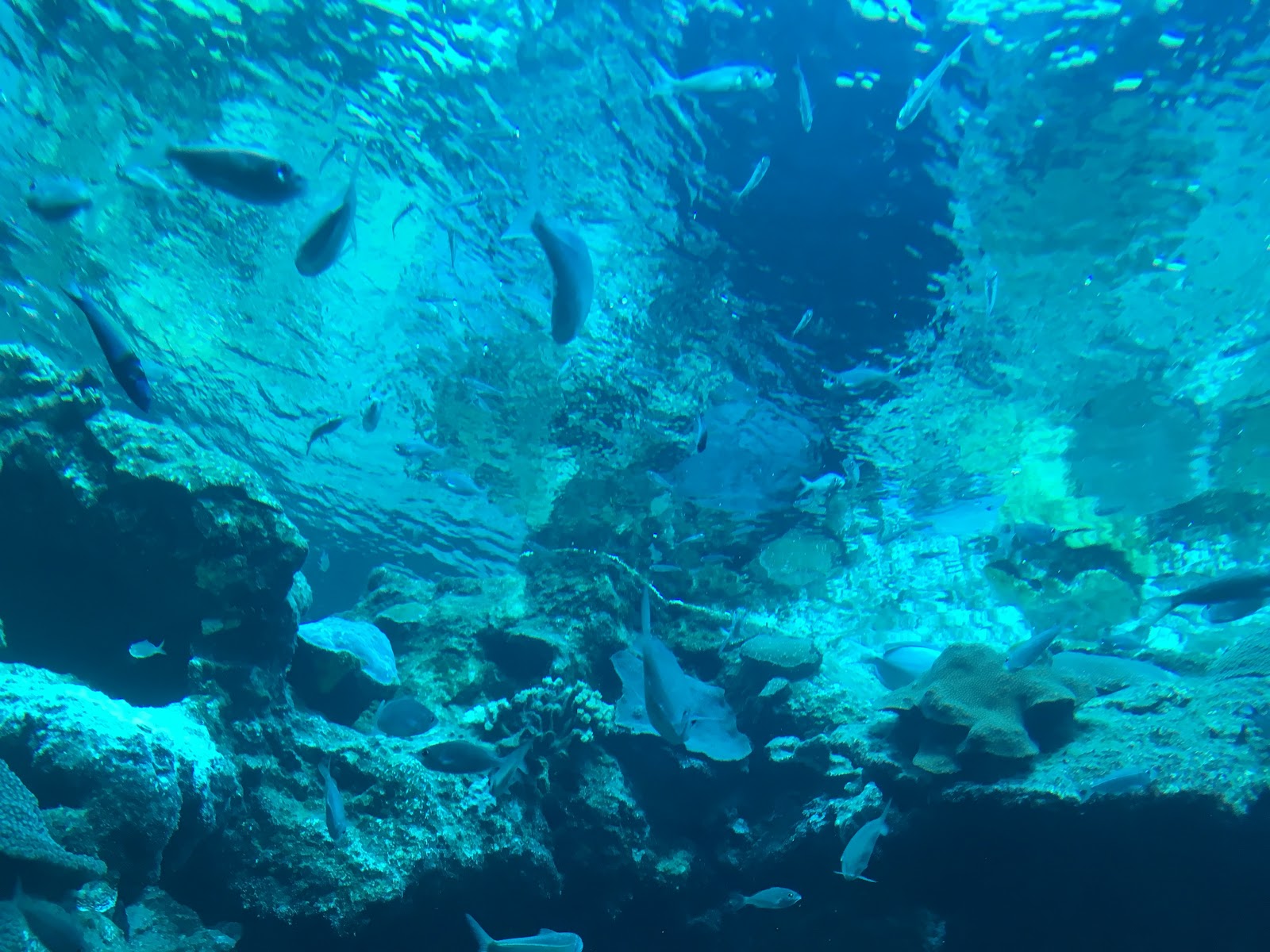 Acuario de Arrecife de Coral — Oficiais