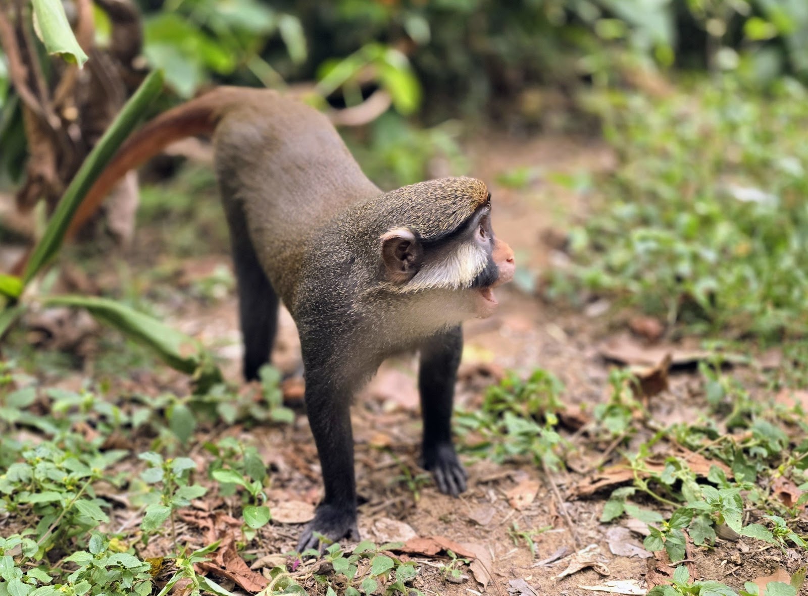 Afi Mountain Forest Reserve — Oficiais