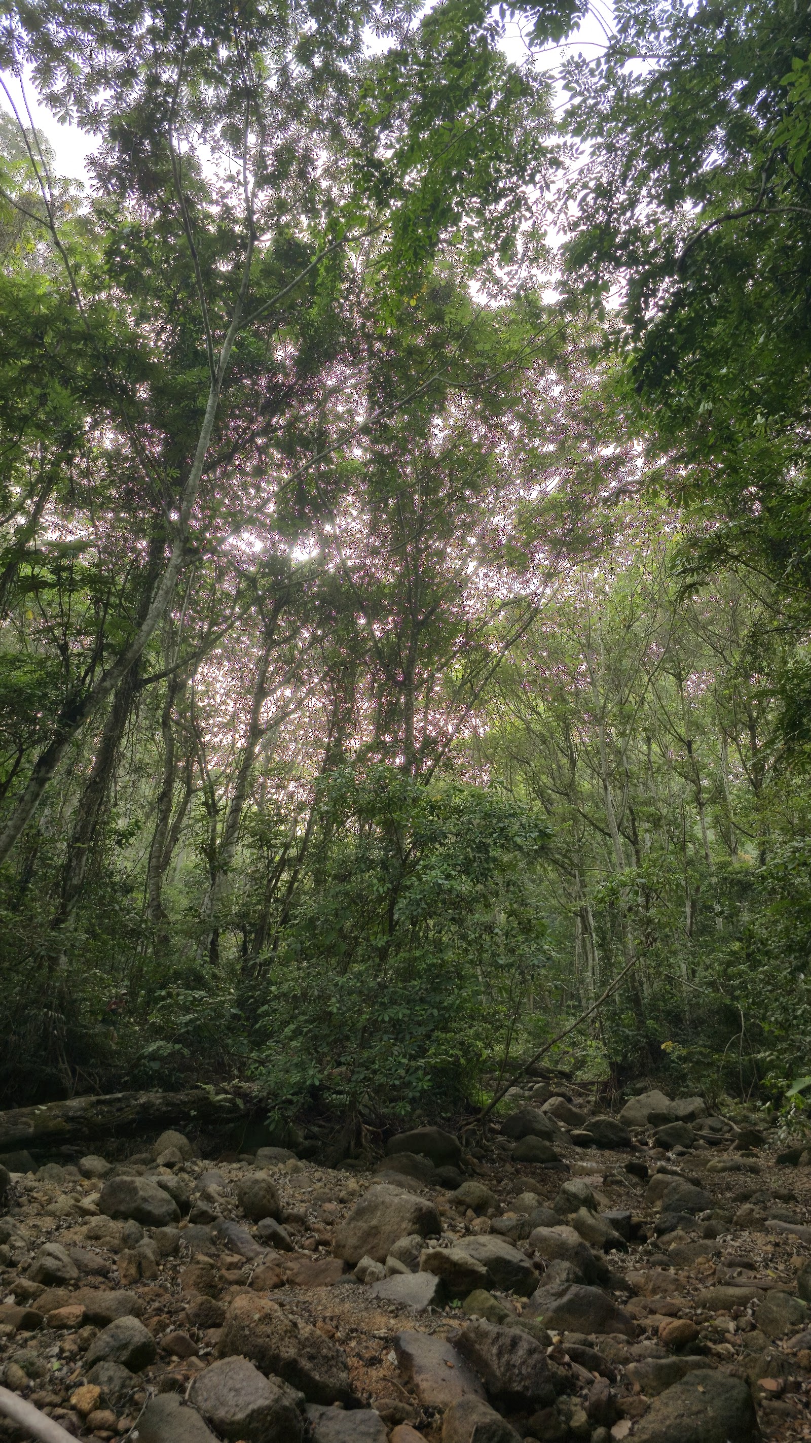 Afi Mountain Wildlife Sanctuary
