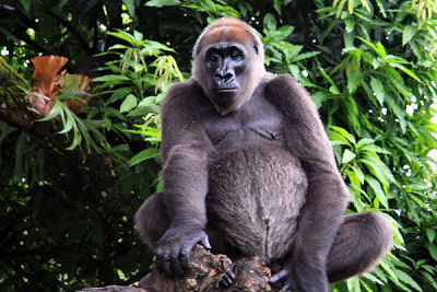 Afi River Forest Reserve
