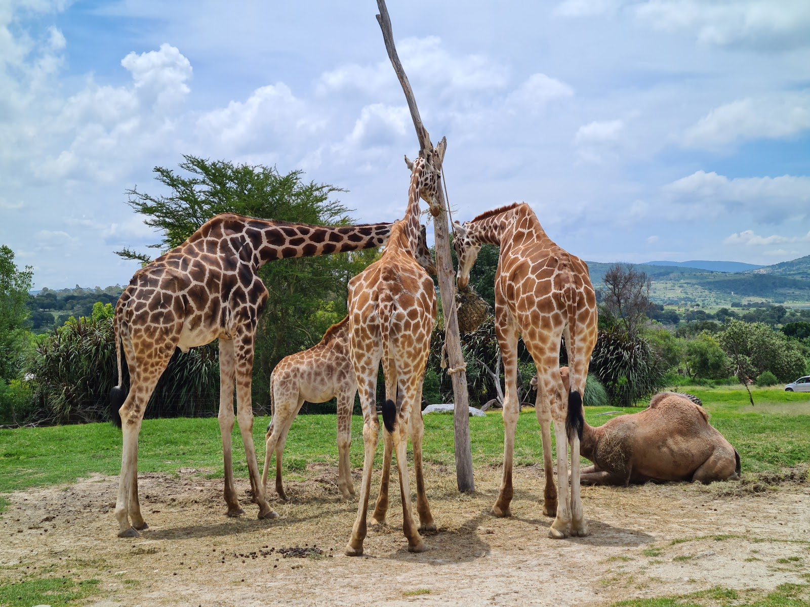 Africam Safari — Oficiais