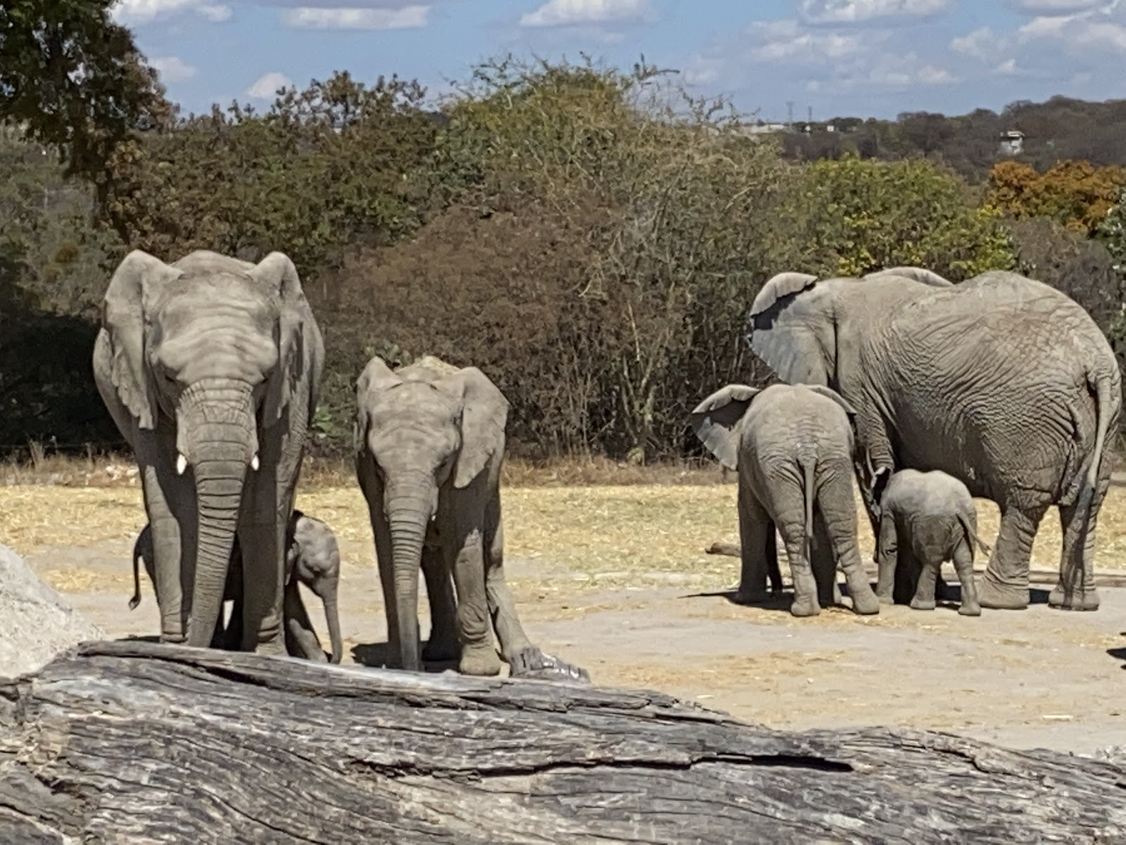 Africam Safari — Oficiais