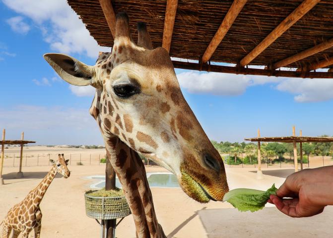 Al Ain Zoo — Oficiais