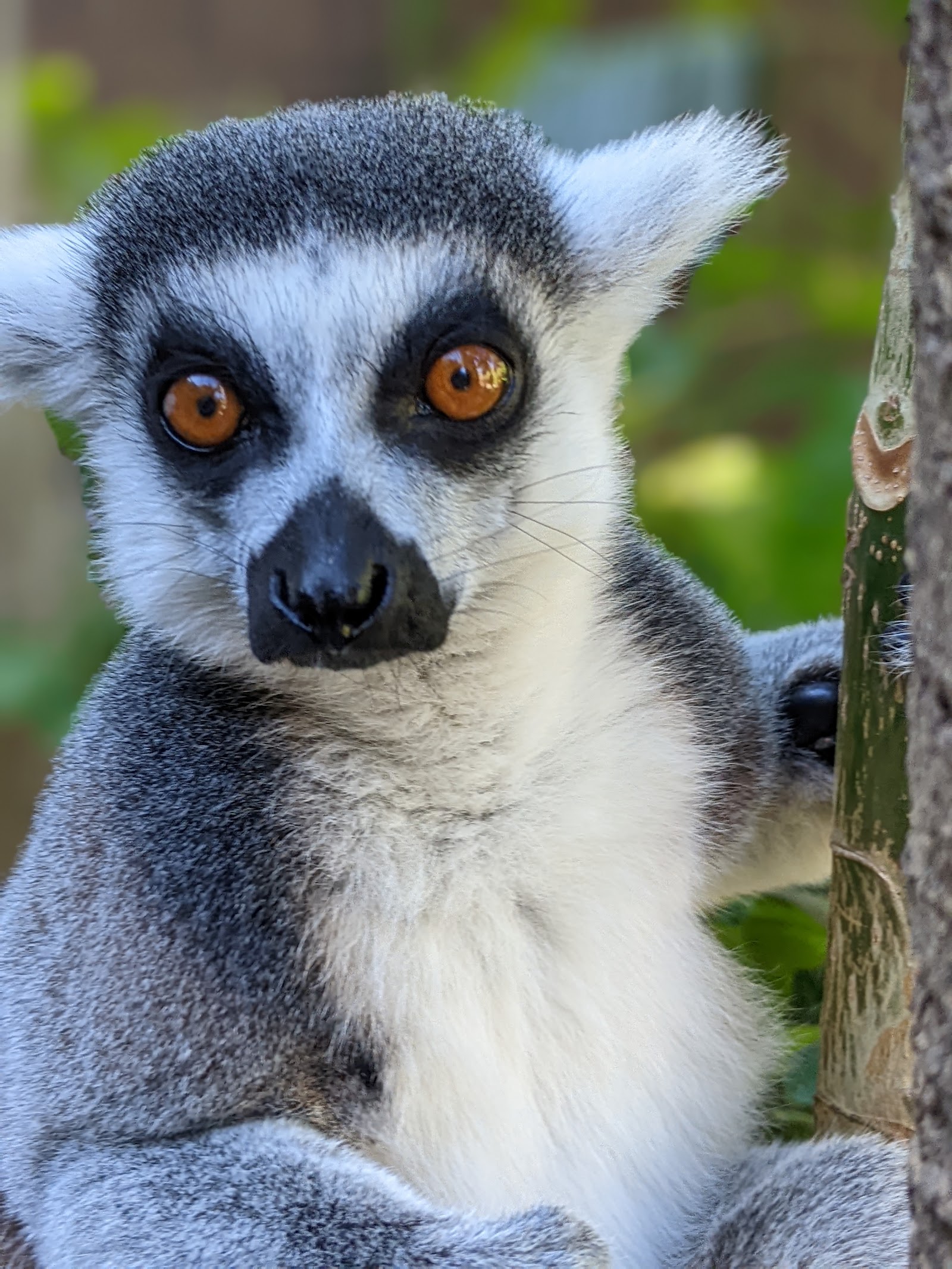 Alameda Wildlife Conservation Park — Oficiais