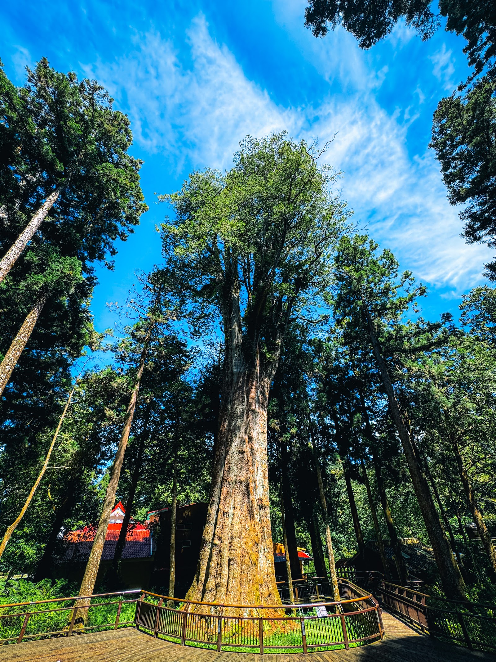 Alishan National Forest Recreation Area — Oficiais