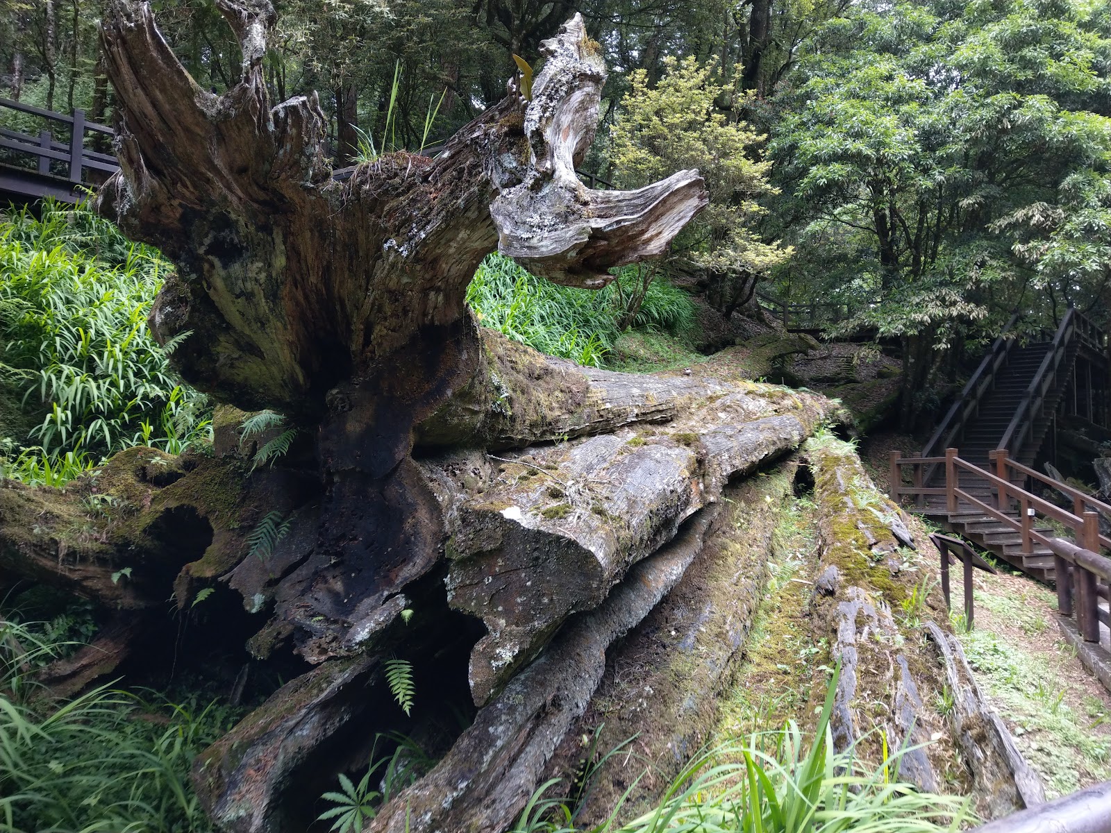 Alishan Sacred Tree