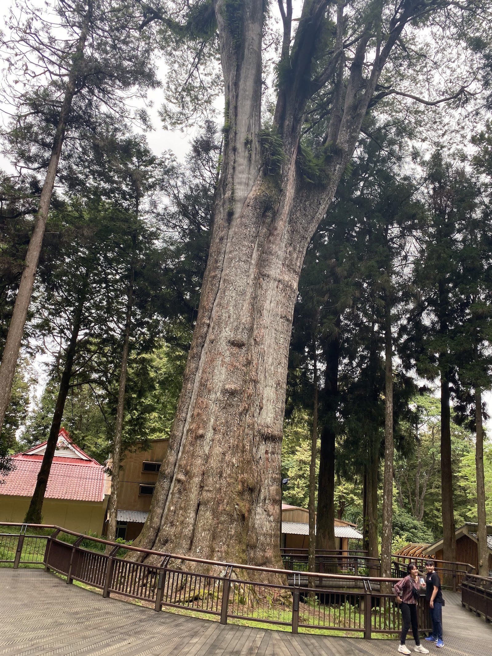 Alishan Sacred Tree — Oficiais