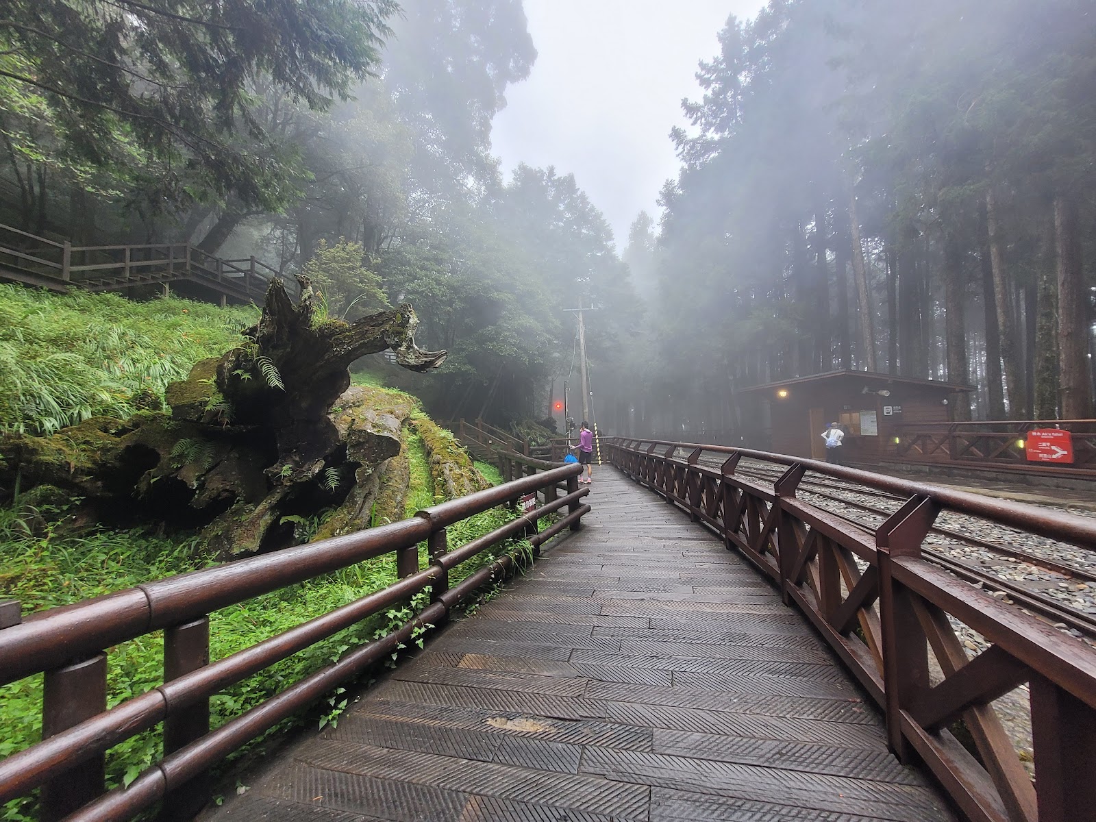 Alishan Sacred Tree — Oficiais