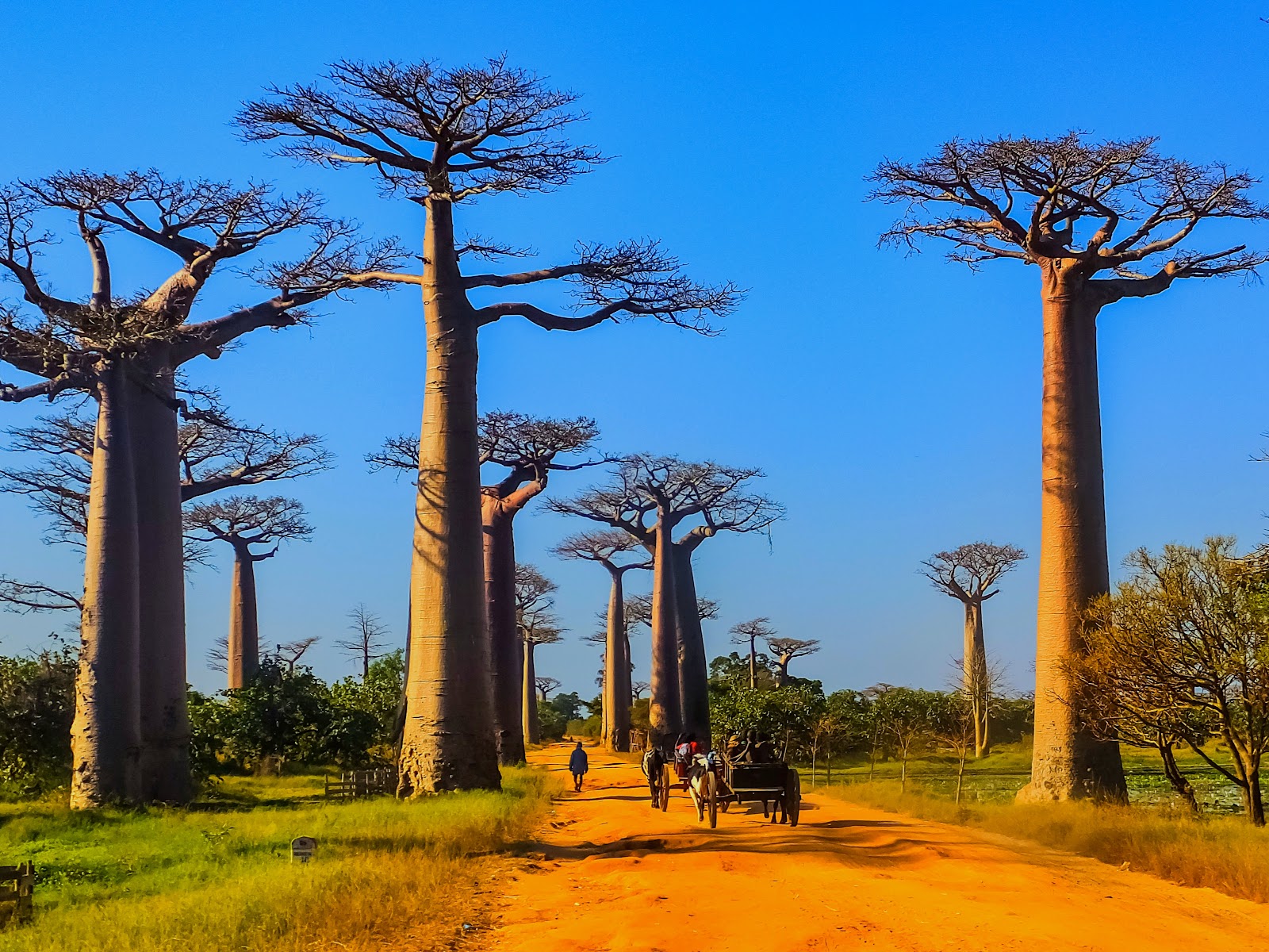 Allée des Baobabs