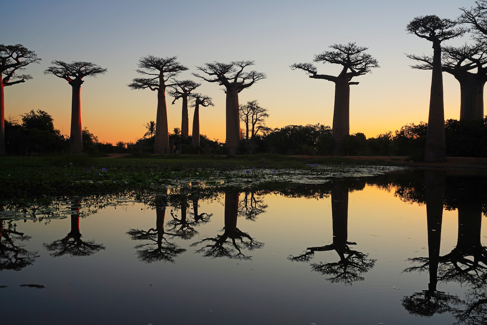 Allée des Baobabs — Oficiais