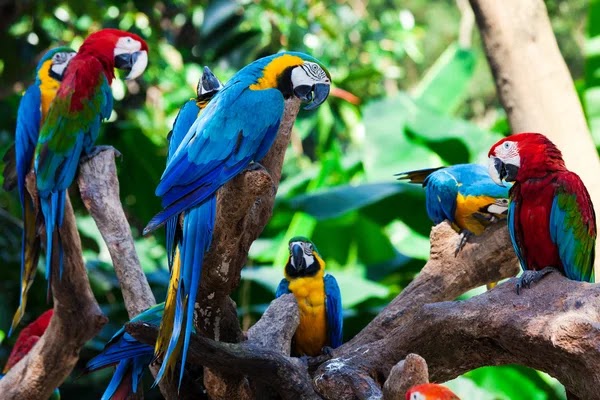 Amazônia — Oficiais