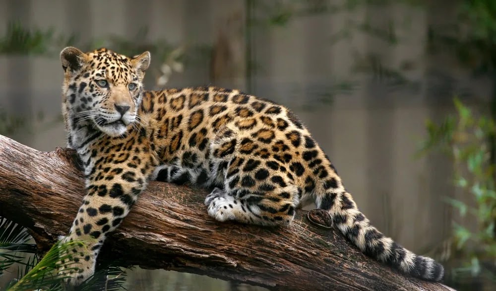 Amazônia — Oficiais