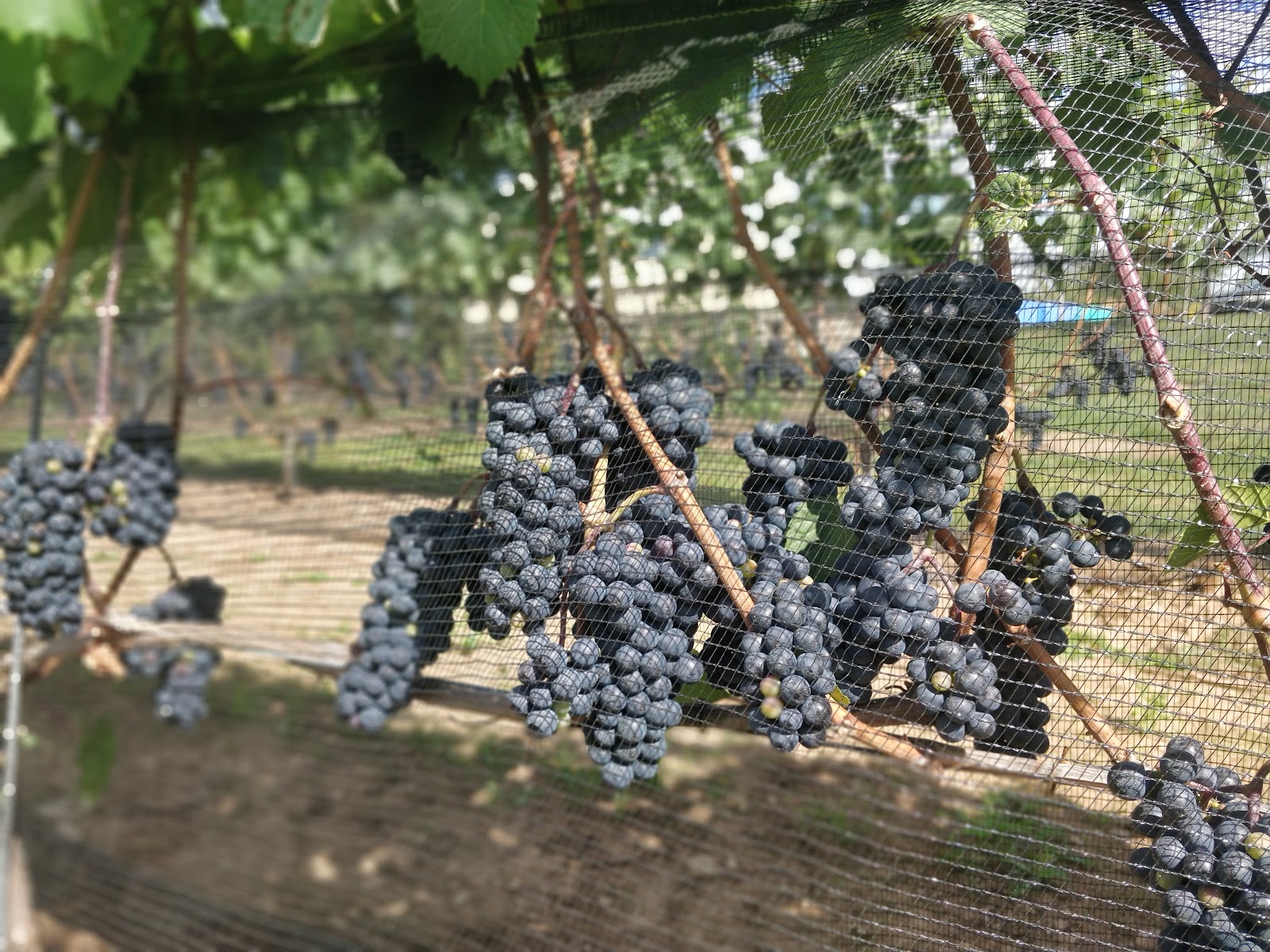 Annapolis Valley — Oficiais
