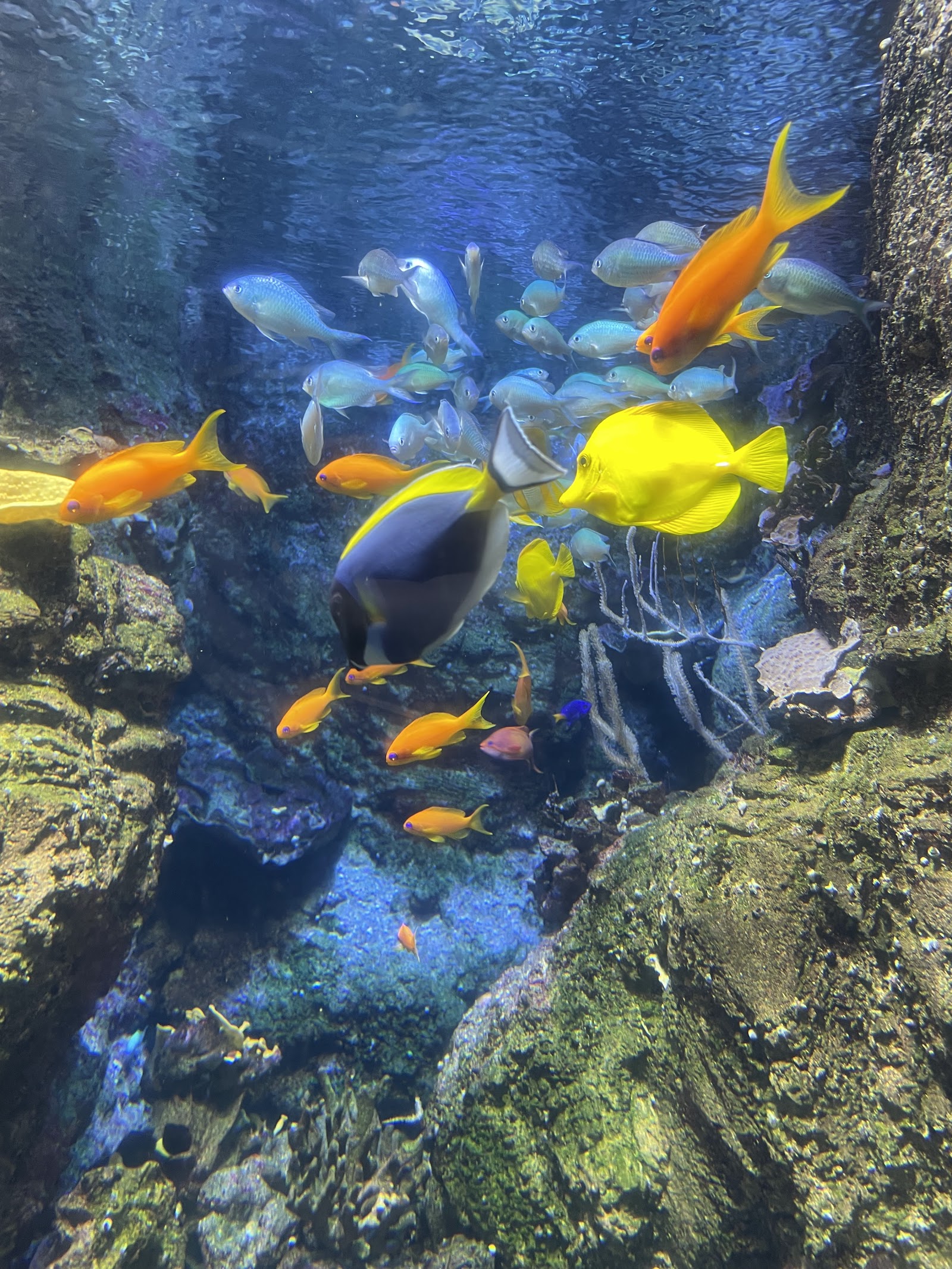Aquarium de Paris — Oficiais