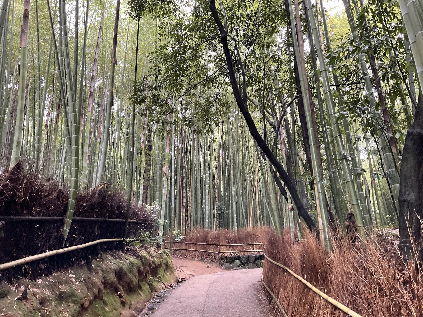 Arashiyama Bamboo Forest — Oficiais