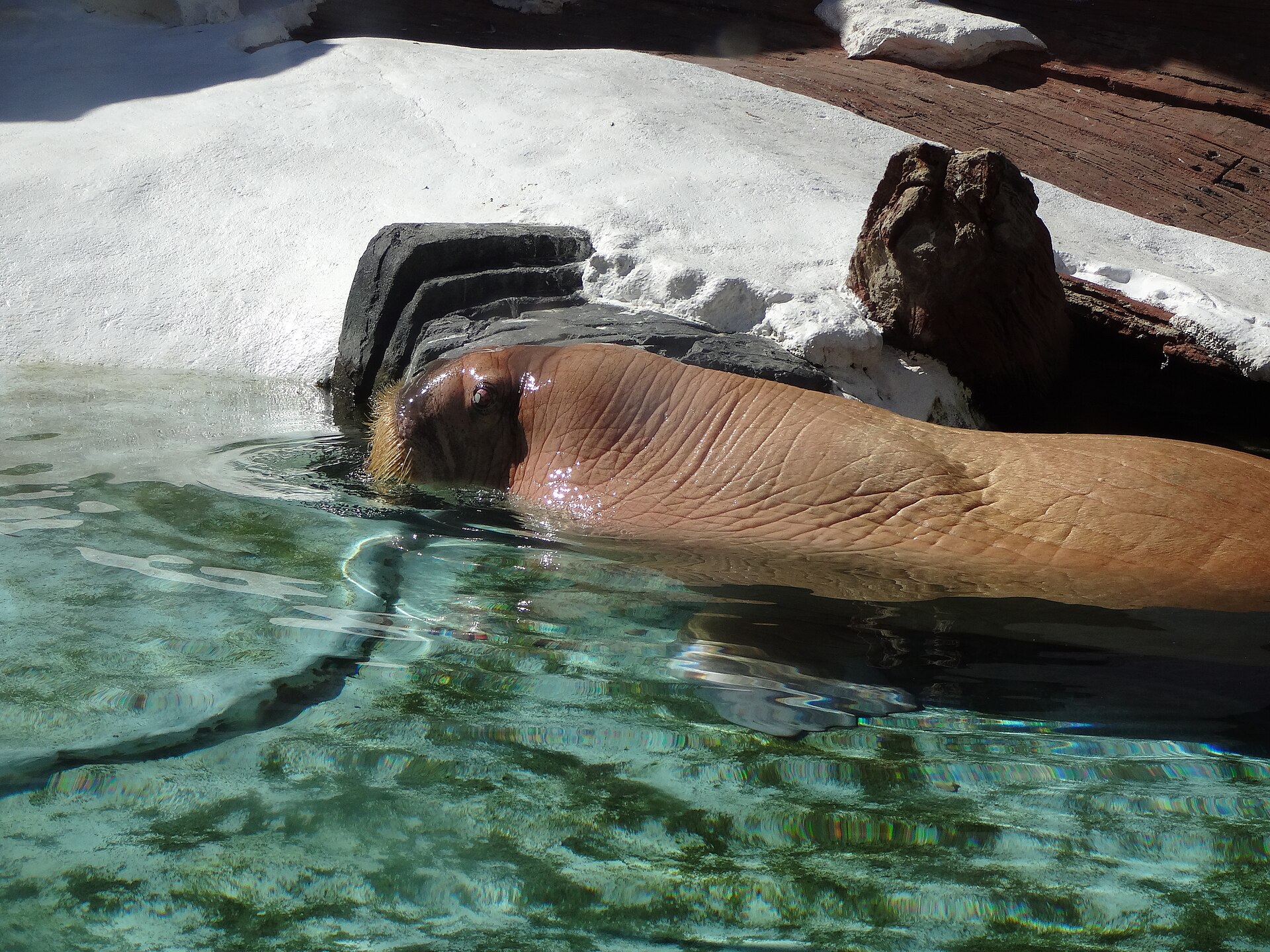Arthur C. Turtle Meet-and-Greet at Explorer’s Garden