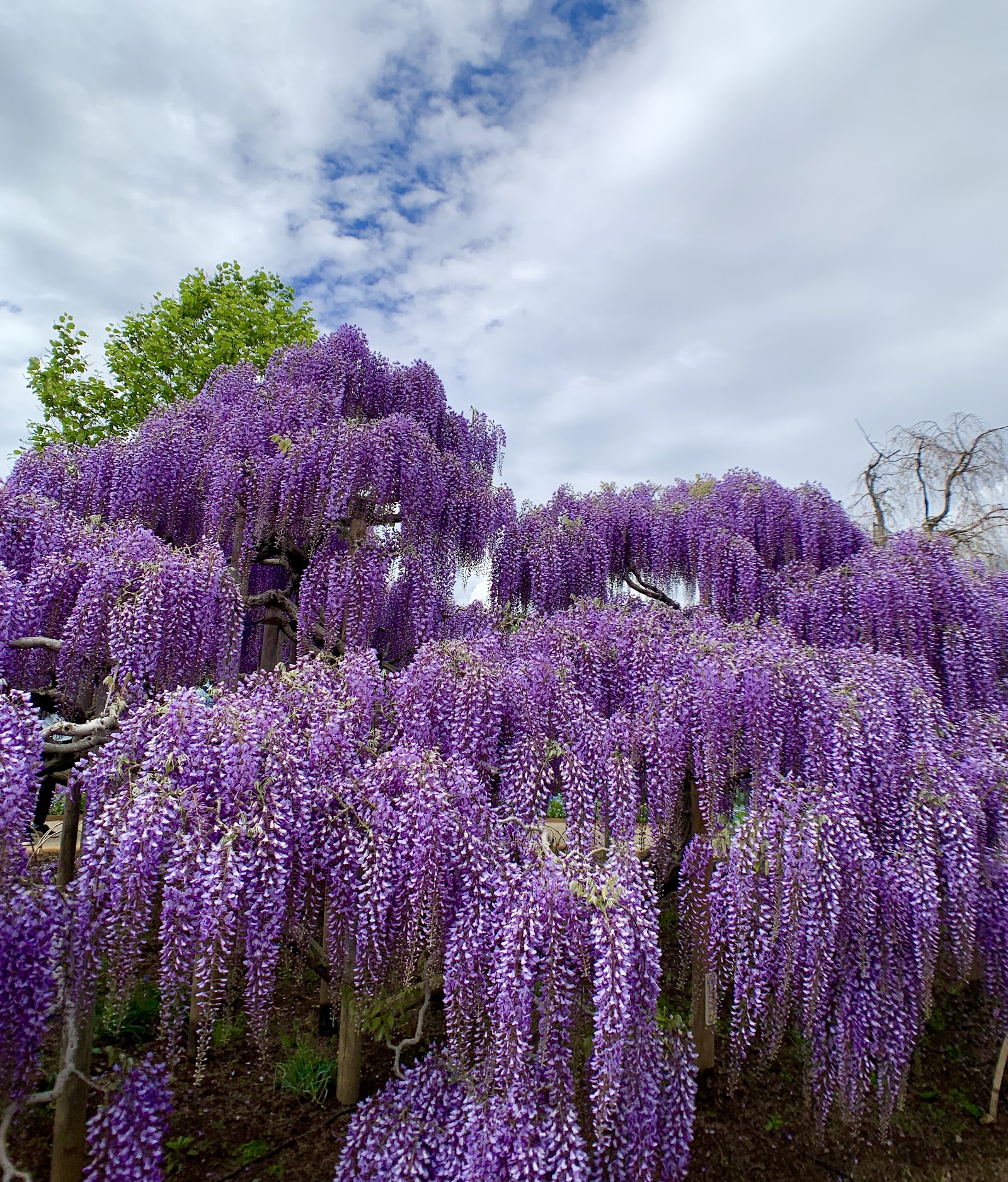 Ashikaga Flower Park — Oficiais