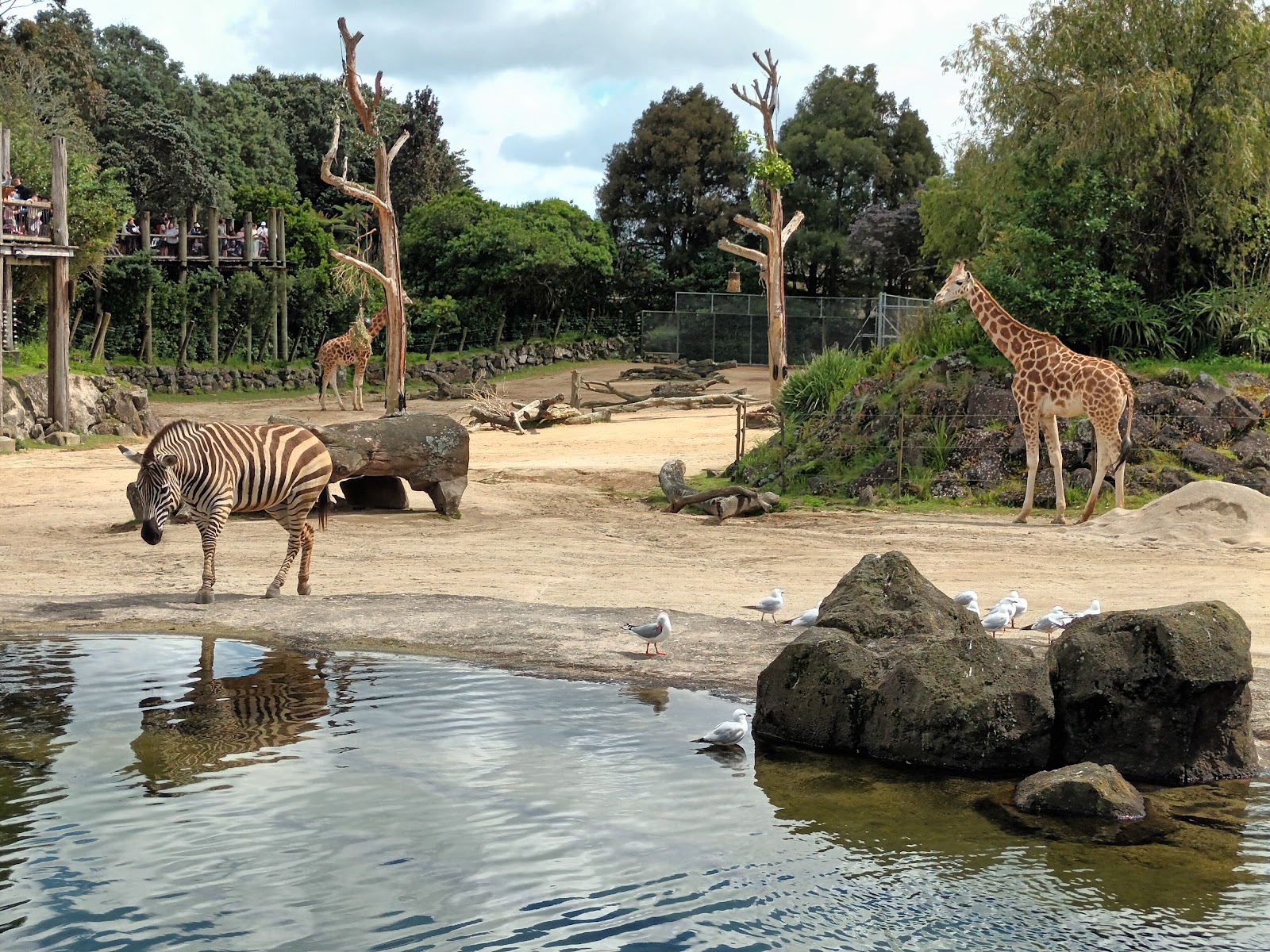 Auckland Zoo — Oficiais
