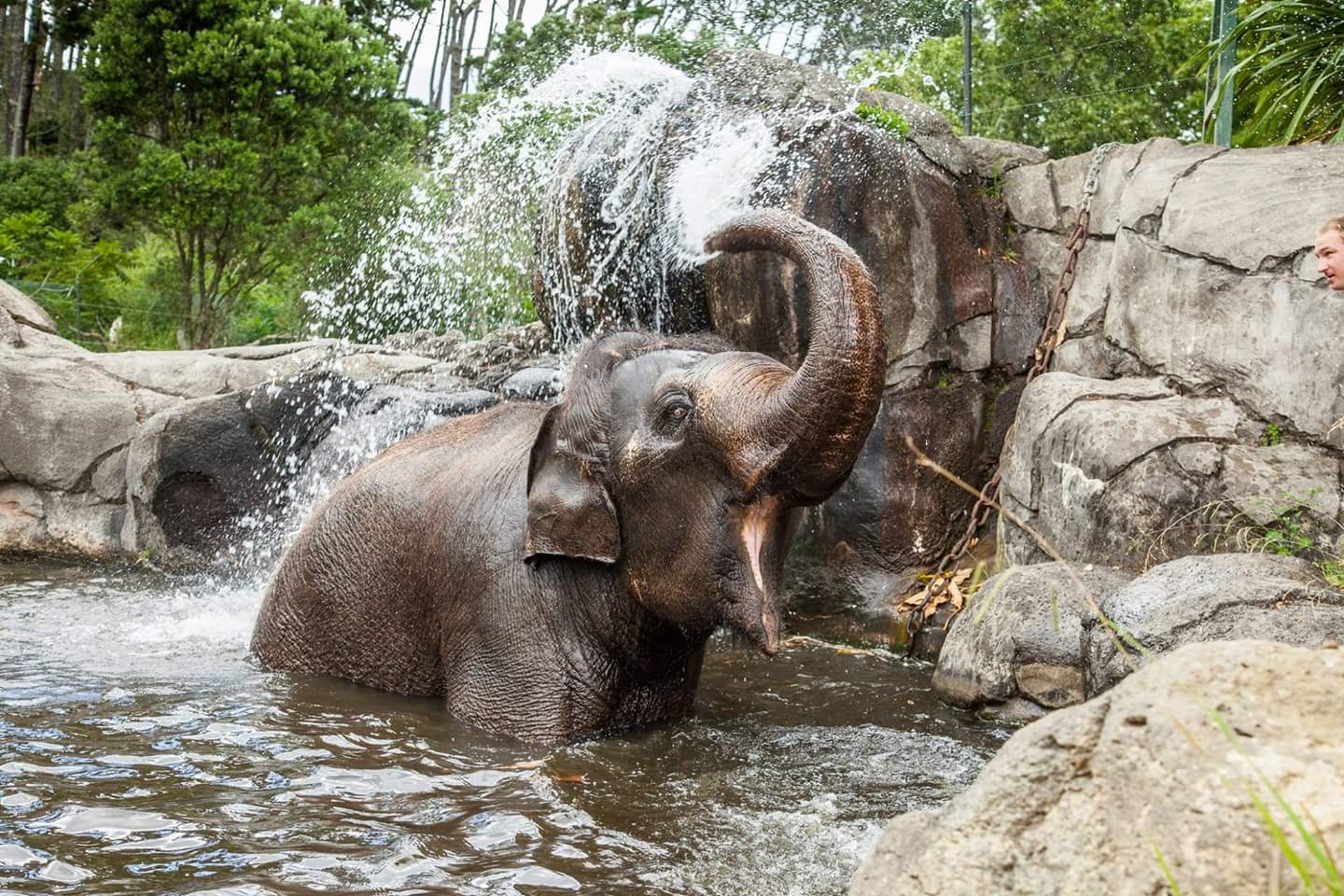 Auckland Zoo — Oficiais