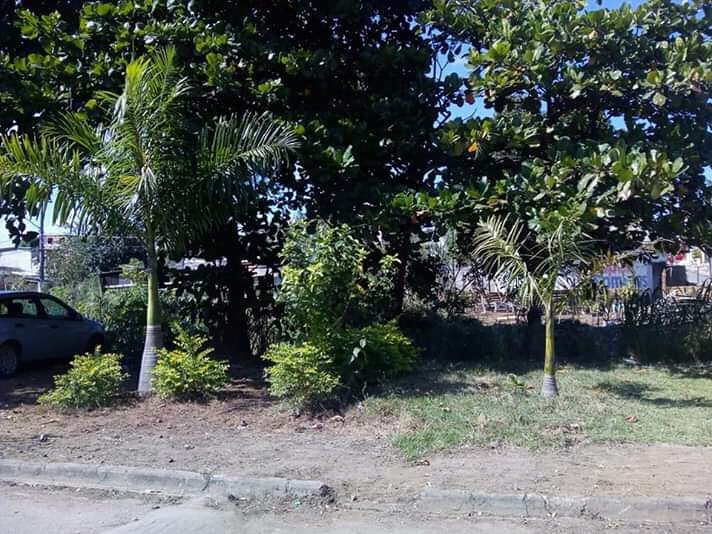 Avenida das Palmeiras Imperiais