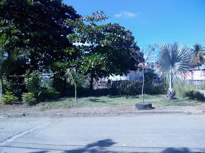 Avenida das Palmeiras Imperiais — Oficiais