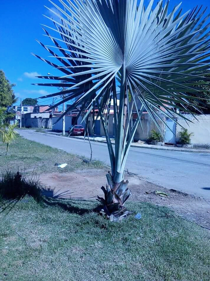 Avenida das Palmeiras Imperiais — Oficiais
