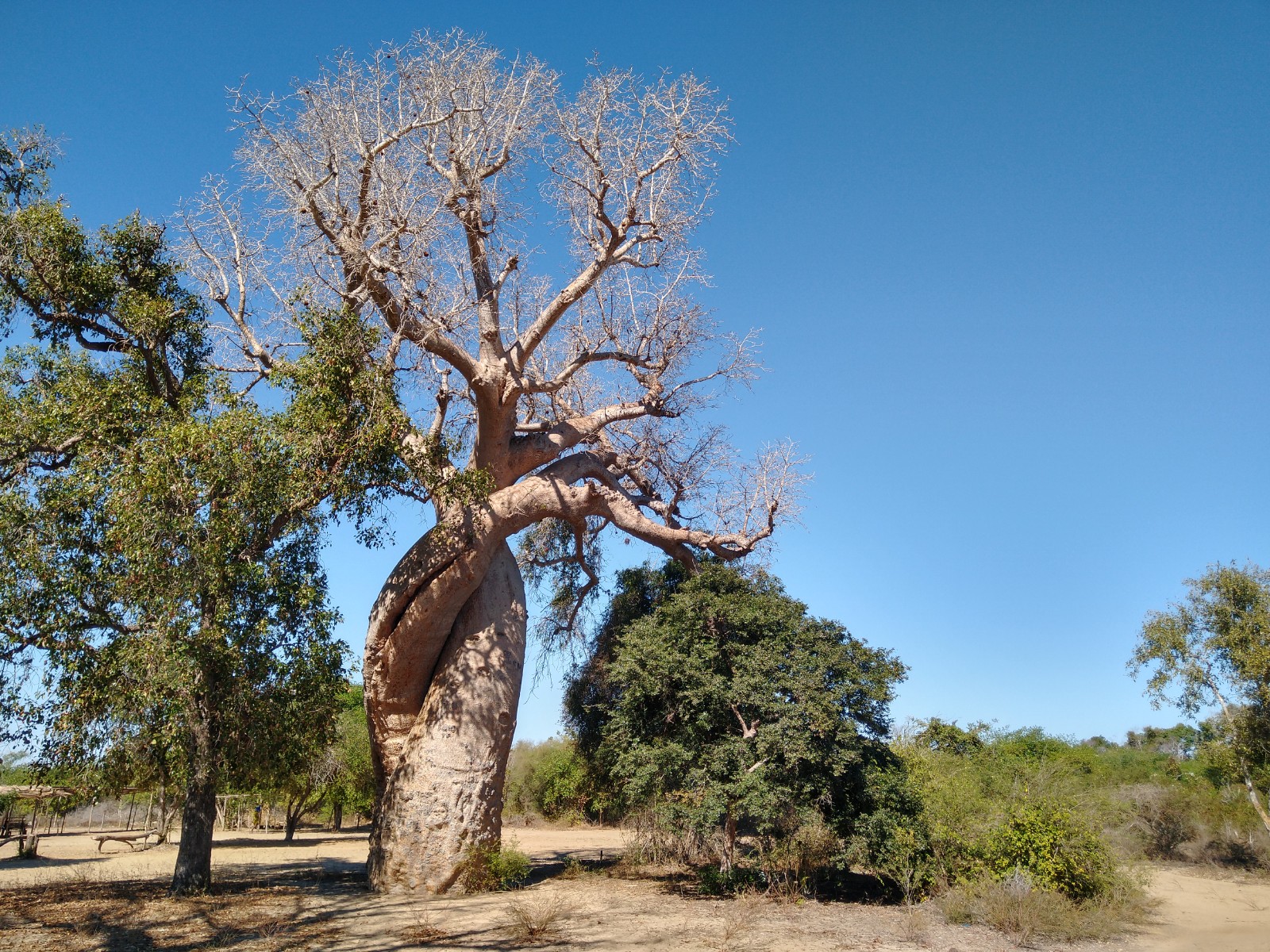 Baobabs Amoureux