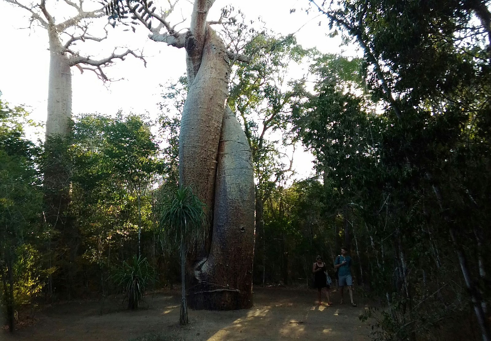 Baobabs Amoureux — Oficiais