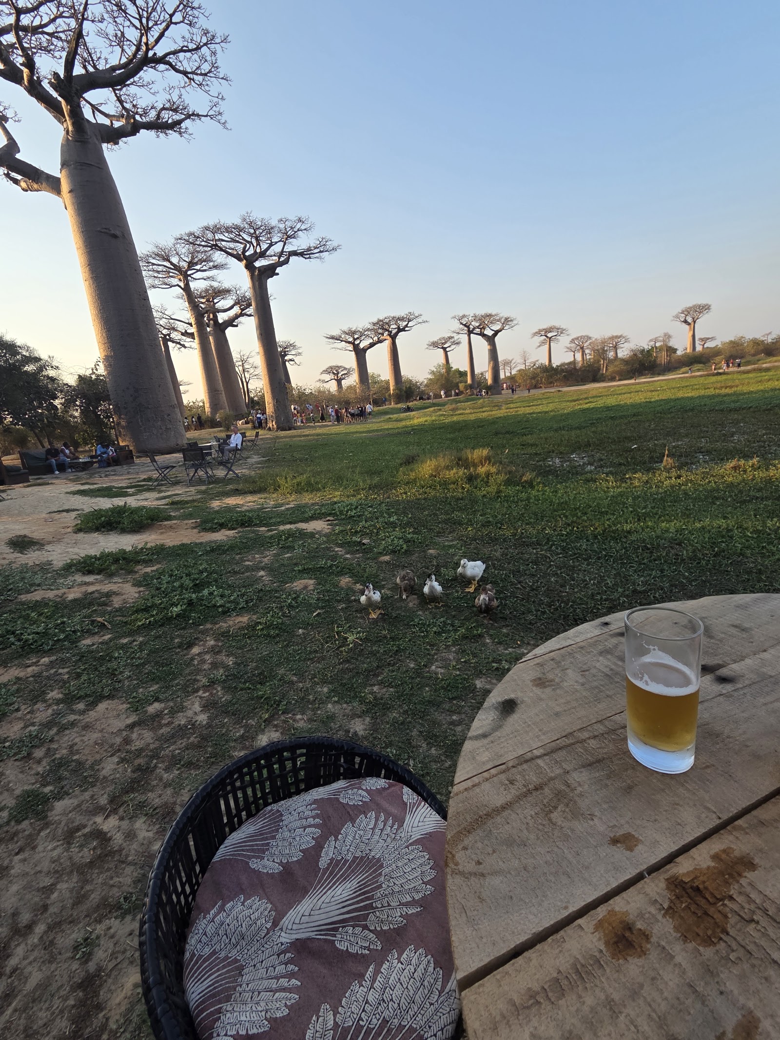 Baobabs Amoureux — Oficiais