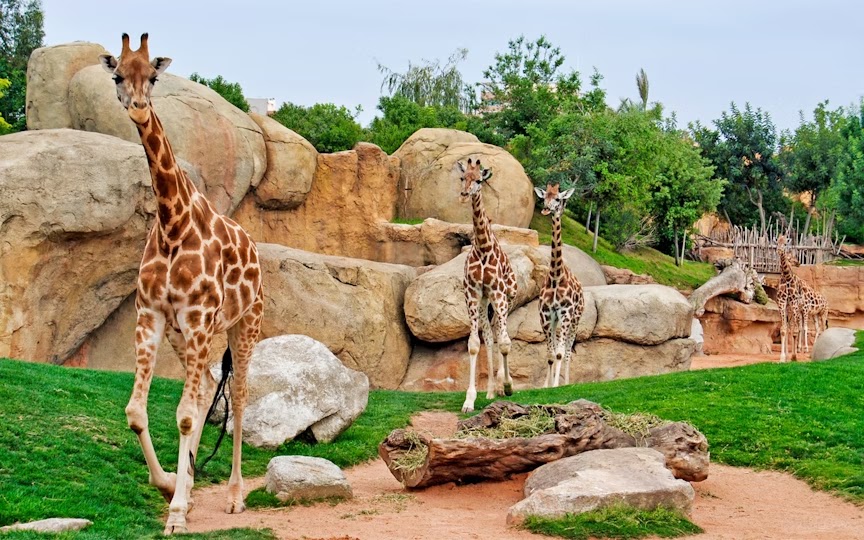 Bioparc Valencia — Oficiais