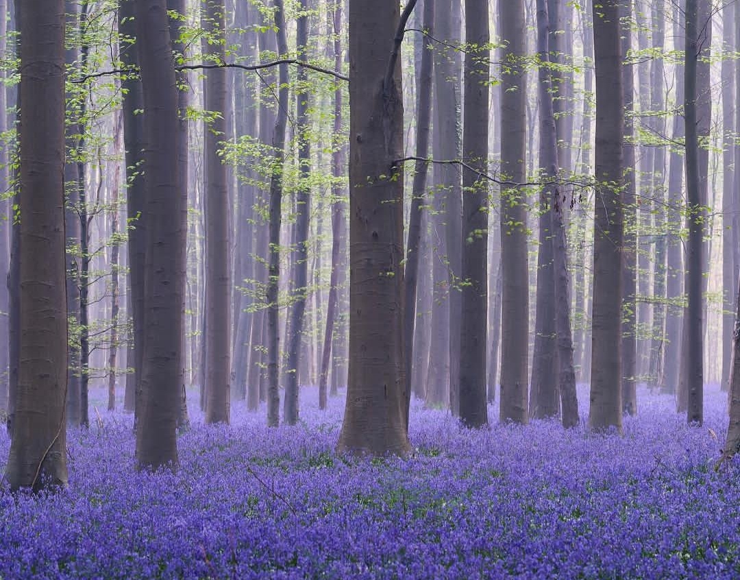Blue Forest Trail