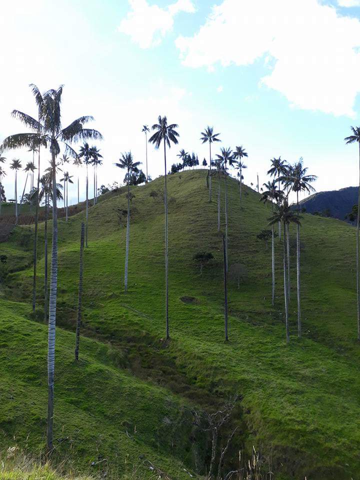 Bosque de Palmas de Cera "La Samaria"