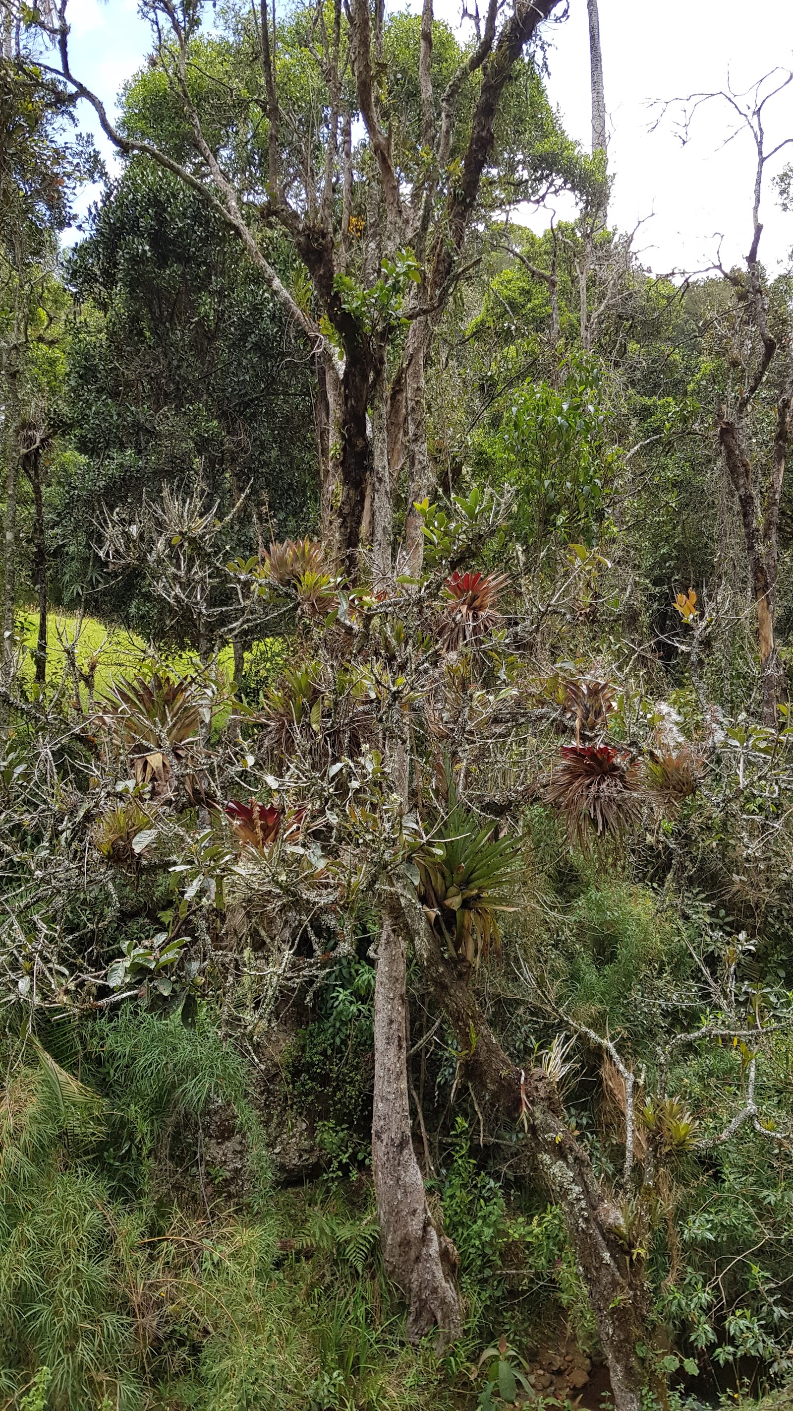 Bosque de Palmas de Cera "La Samaria" — Oficiais