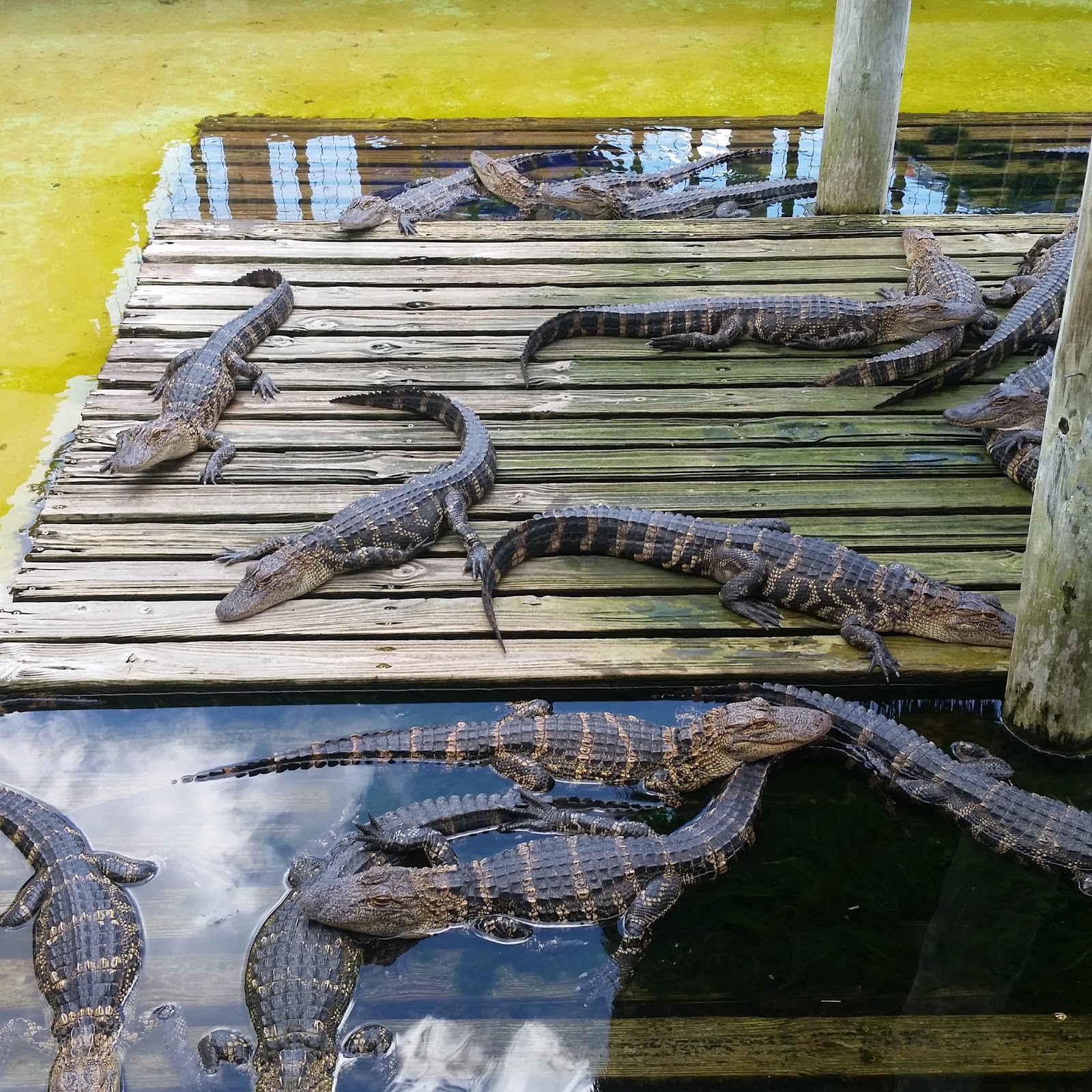 Breeding Marsh Boardwalk — Oficiais