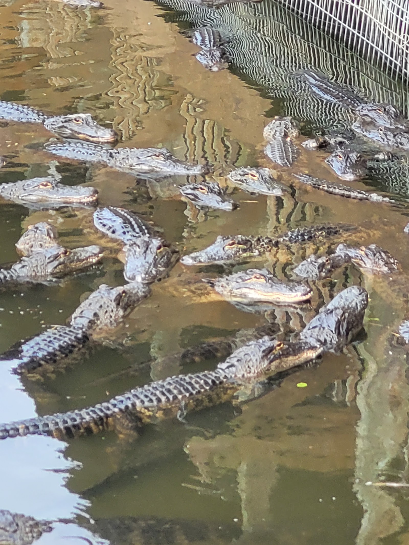 Breeding Marsh Boardwalk — Oficiais