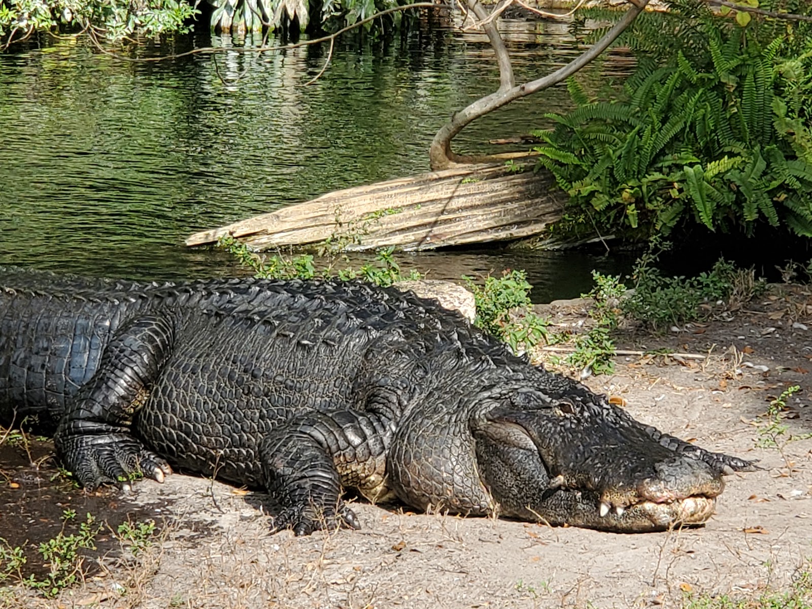 Busch Gardens Tampa — Oficiais