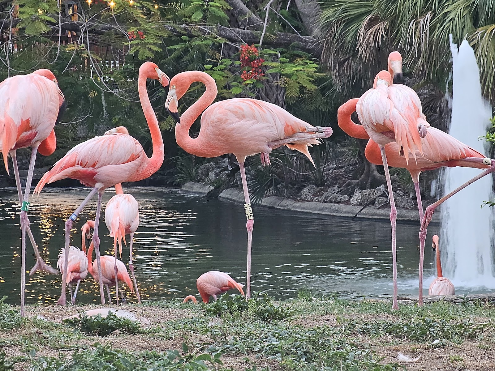 Busch Gardens Tampa — Oficiais