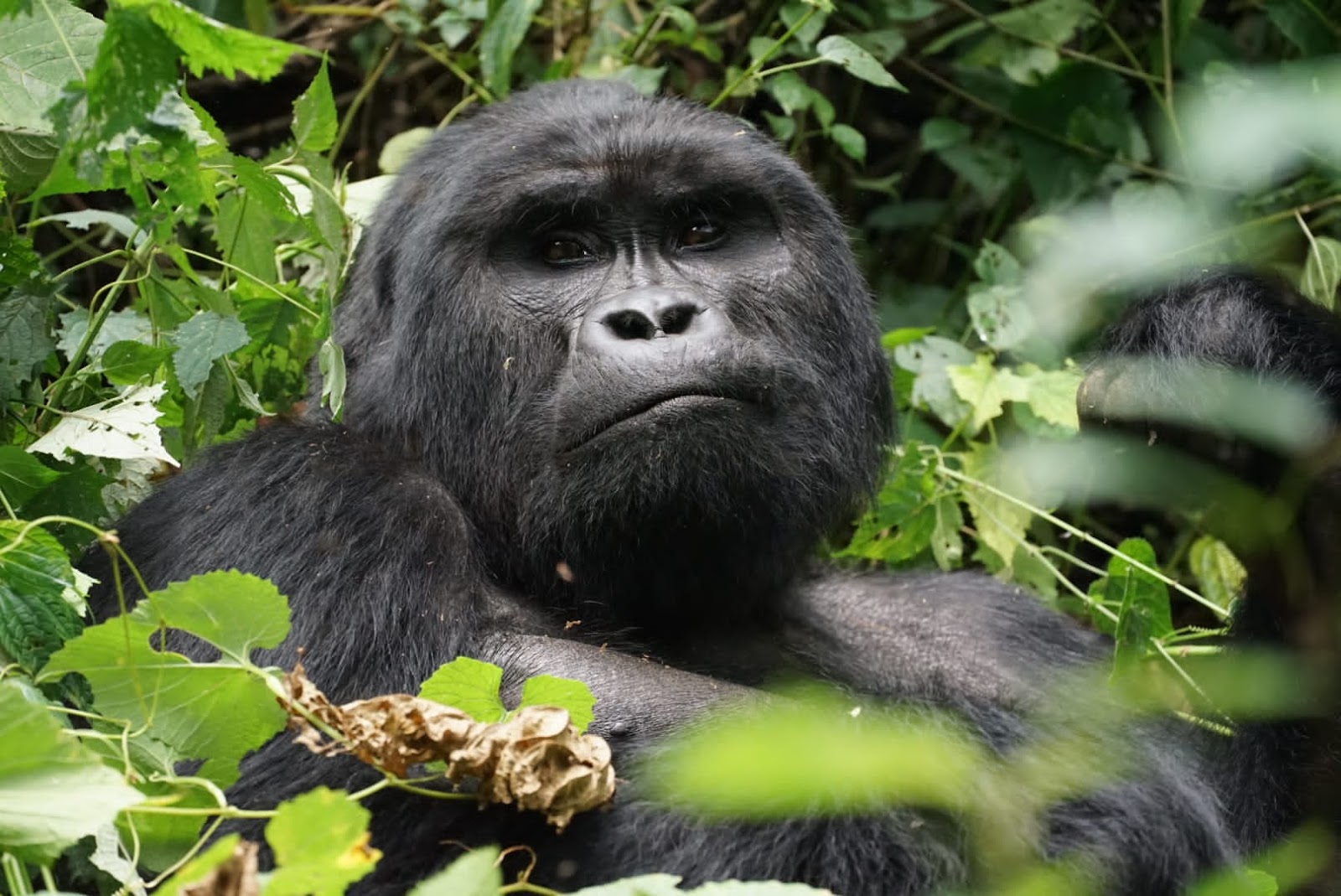 Bwindi Impenetrable Forest — Oficiais