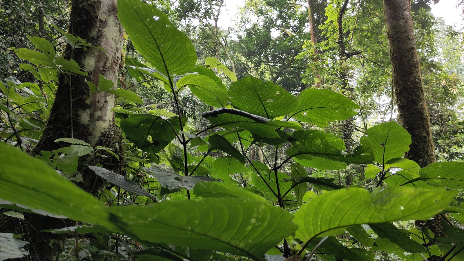 Bwindi Impenetrable Forest — Oficiais