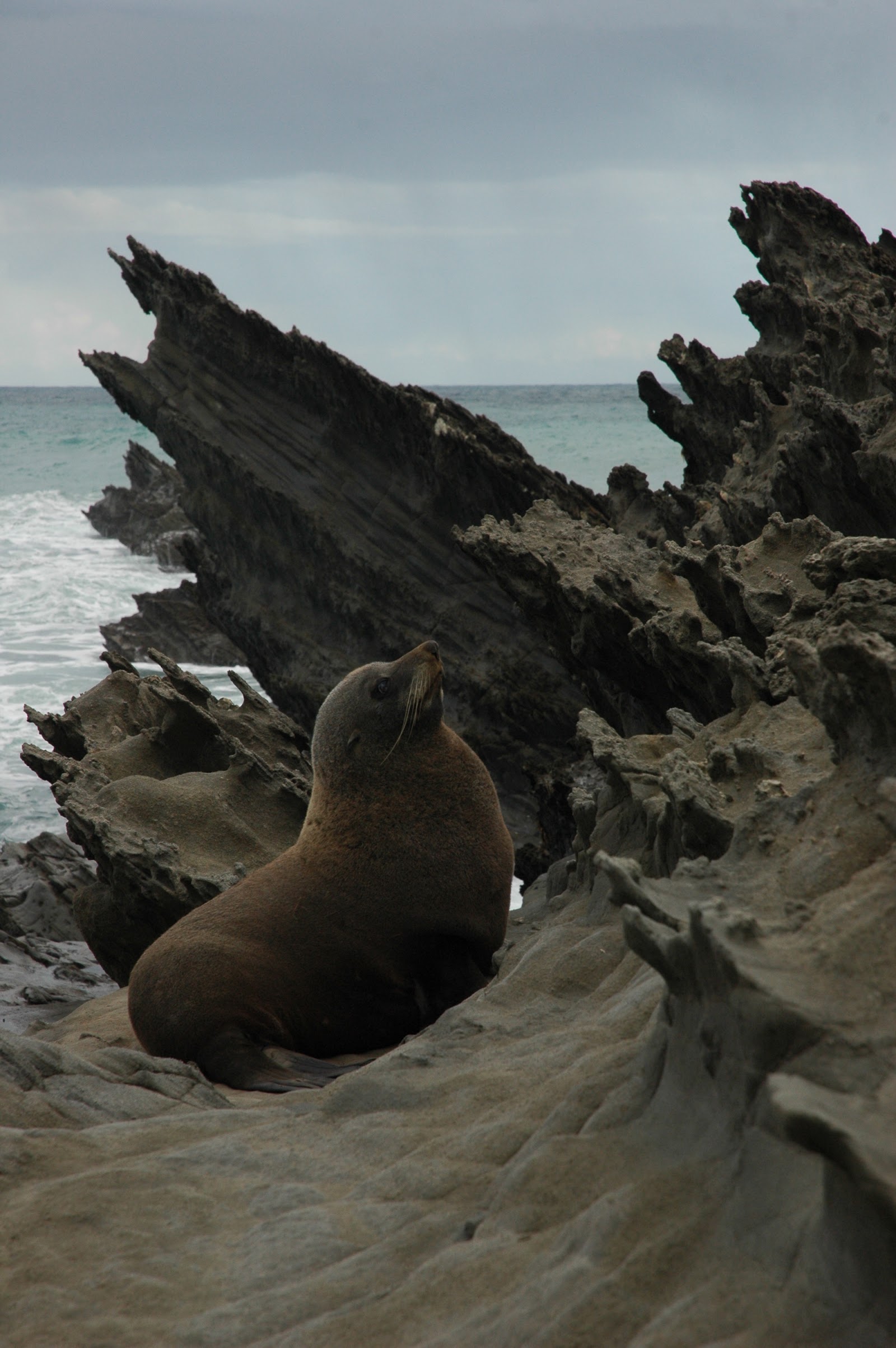Cabo Palliser — Oficiais