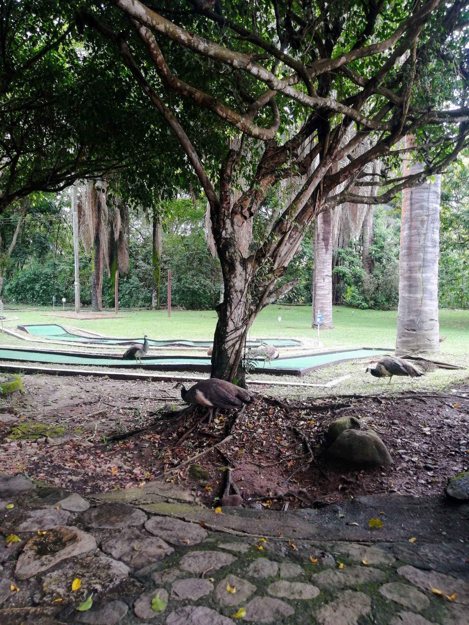 Cafetería Piscilago