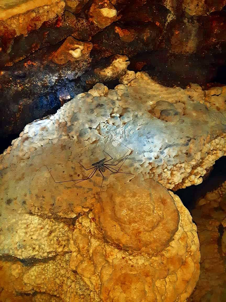 Cavernas del río Nus — Oficiais