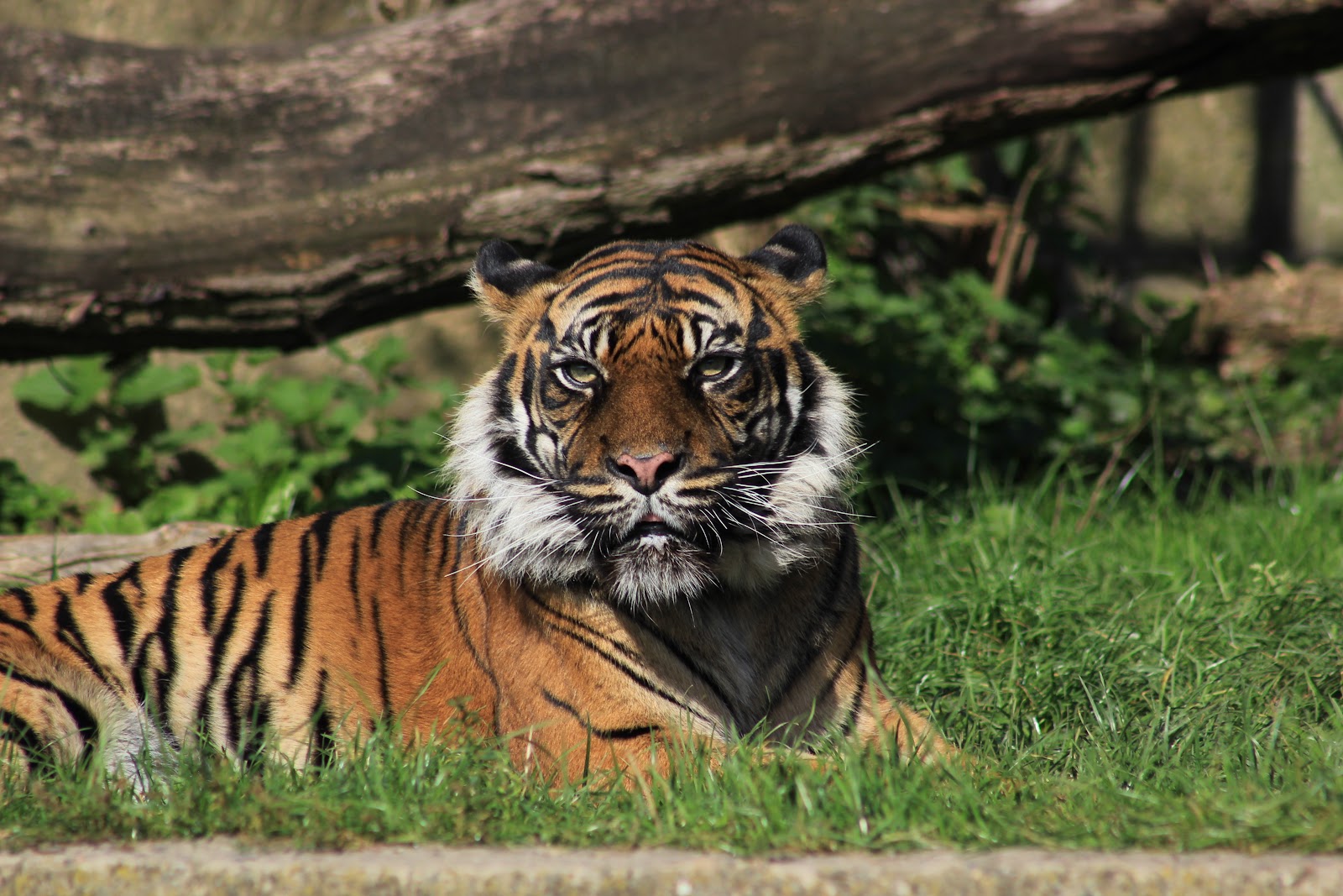 City Zoological Garden in Warsaw — Oficiais