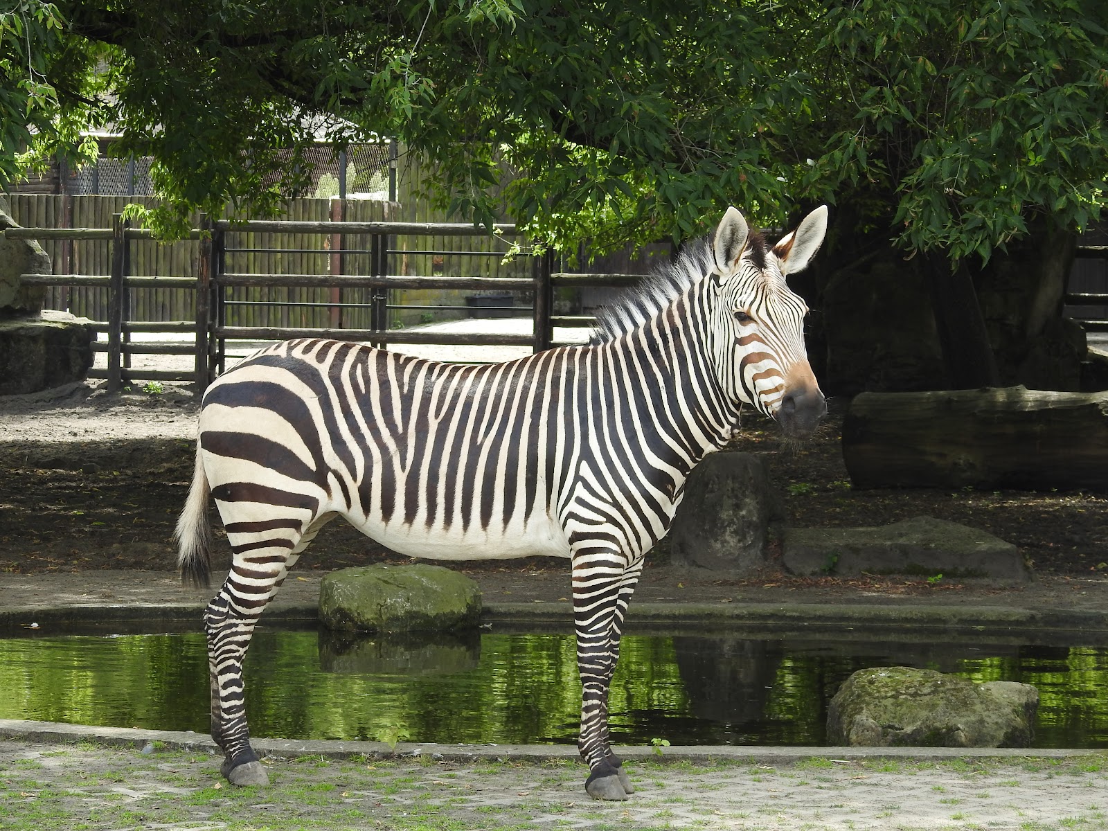 City Zoological Garden in Warsaw — Oficiais