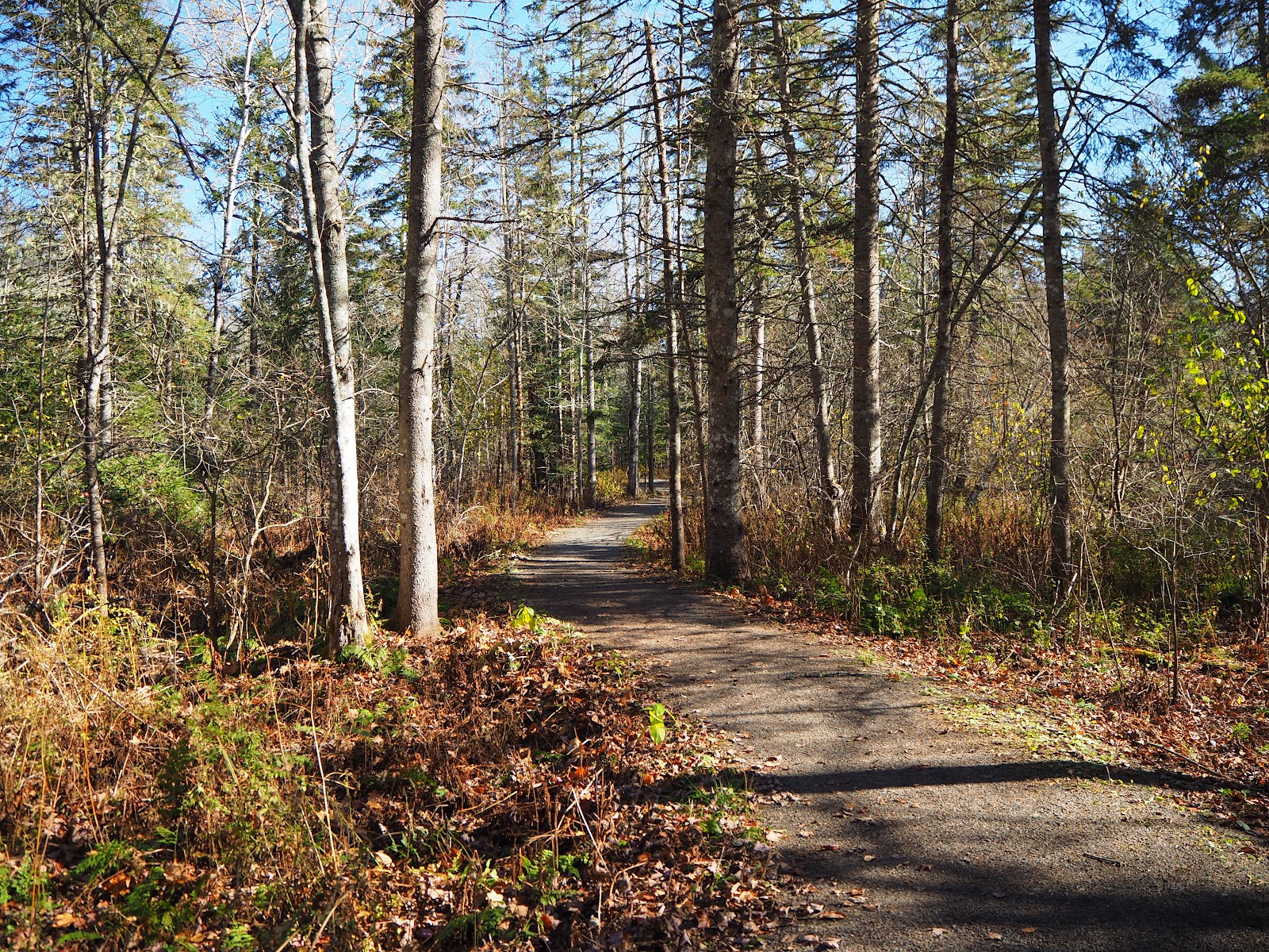 Cobequid Trail - Farnham Brook Trail