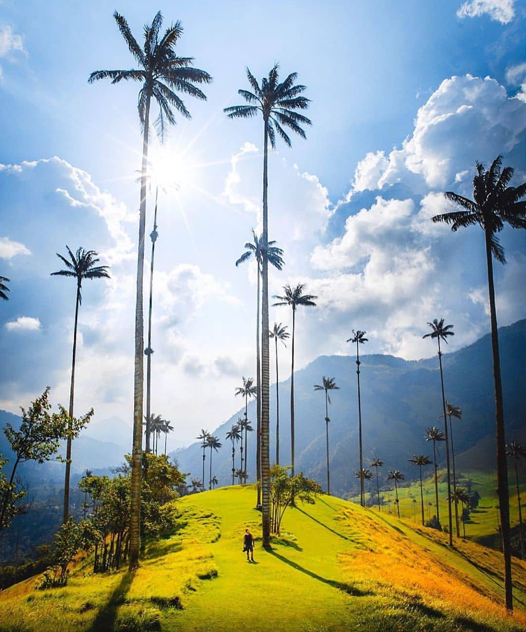Cocora Valley — Oficiais