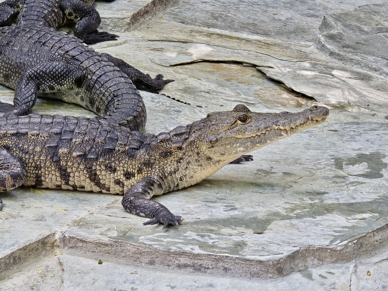 Croco Cun Zoo — Oficiais
