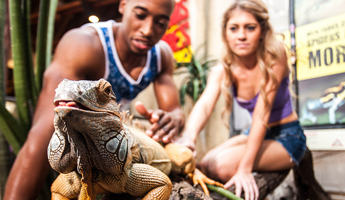 Dangerous Creatures