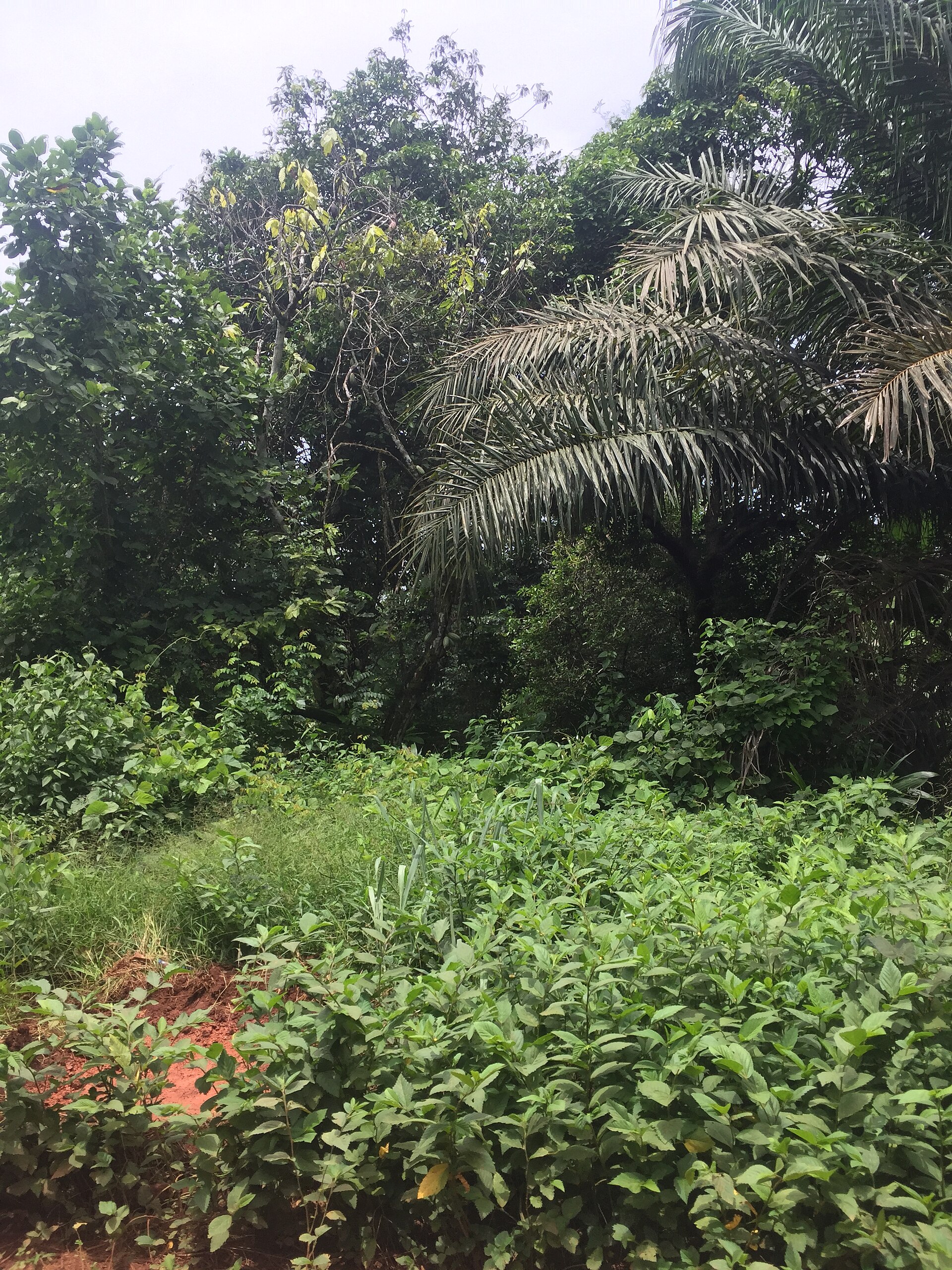 Omo Forest Reserve